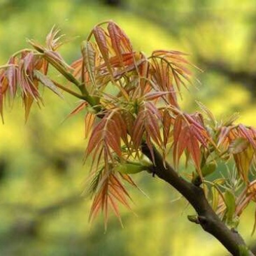 红椿4~6cm4~6cm2.5~3m