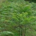 红椿4~6cm4~6cm2.5~3m