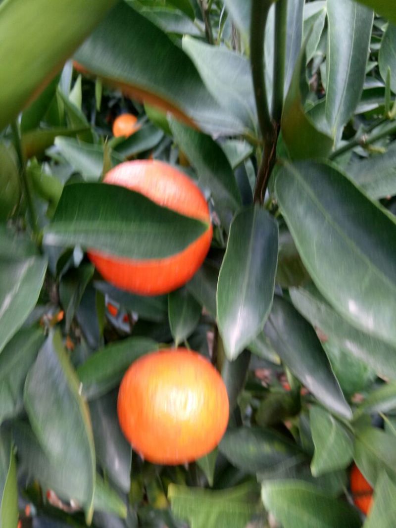 世纪红蜜橘4.5~5cm