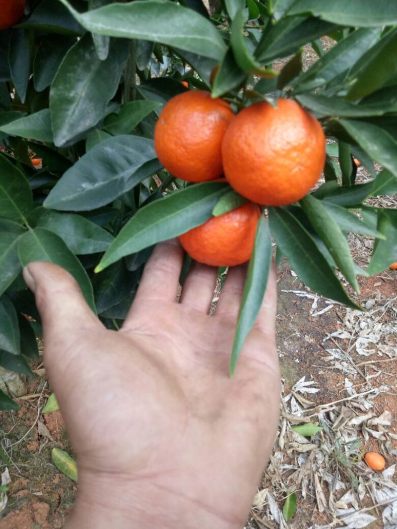 世纪红蜜橘4.5~5cm