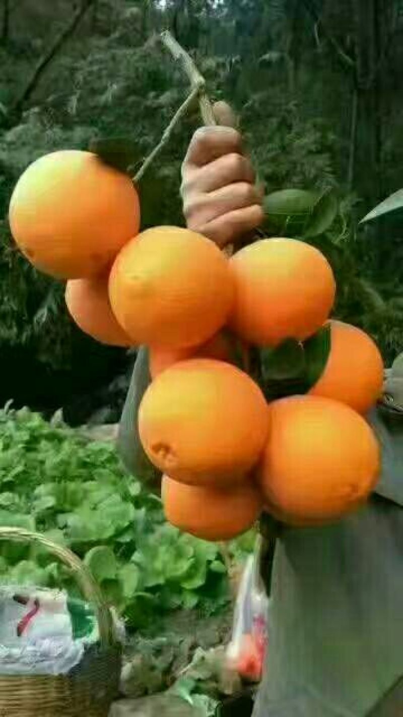 【精品推荐纽荷尔脐橙】长红脐橙九月红果冻橙大量有货