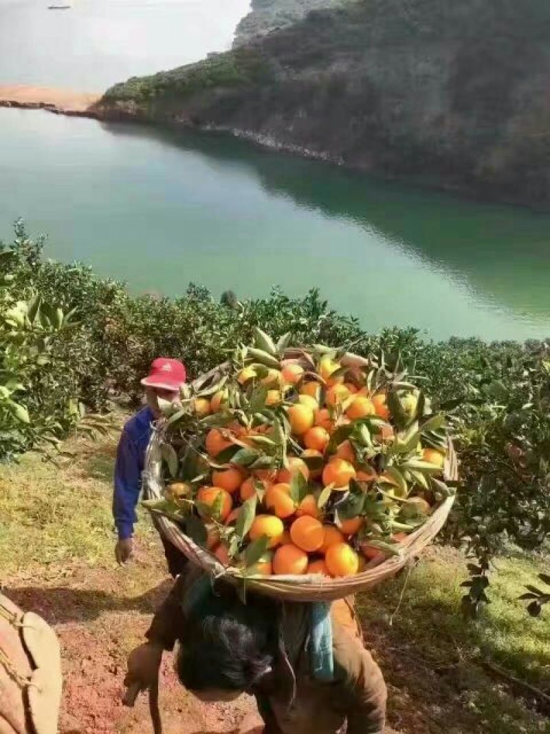 【精品推荐纽荷尔脐橙】长红脐橙九月红果冻橙大量有货