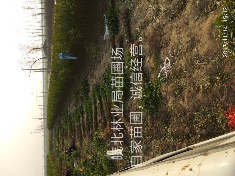 桃树苗48油桃，早4号油桃