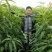 桃树苗48油桃，早4号油桃