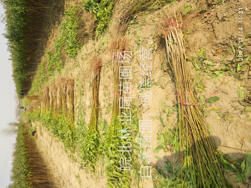 桃树苗48油桃，早4号油桃
