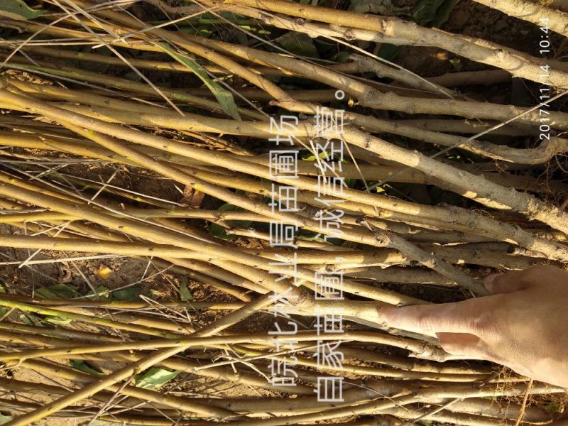 桃树苗48油桃，早4号油桃