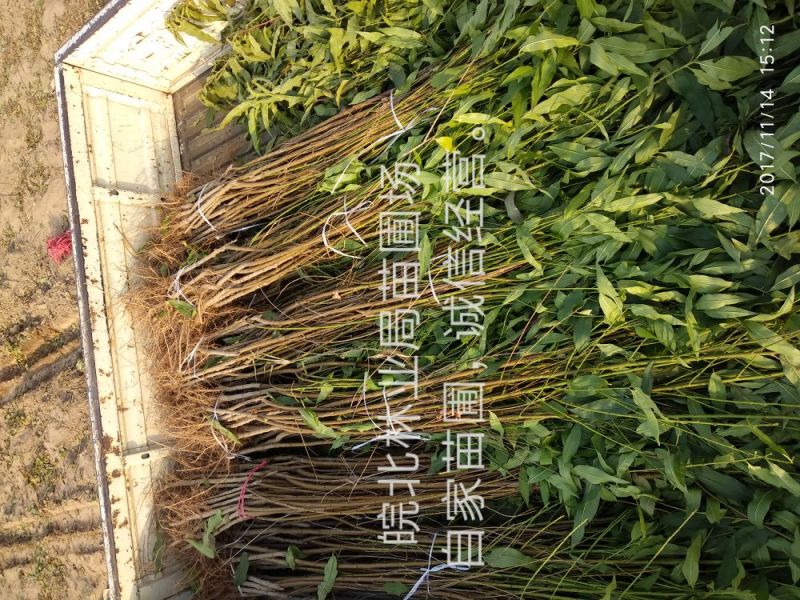 桃树苗48油桃，早4号油桃
