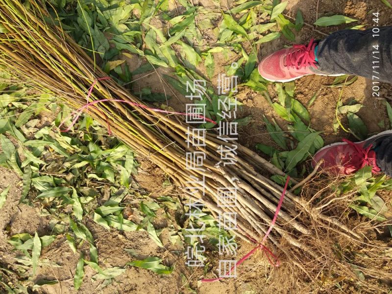 桃树苗48油桃，早4号油桃