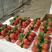 美国甜查理草莓20克以上奶油草莓全国发货品质保证