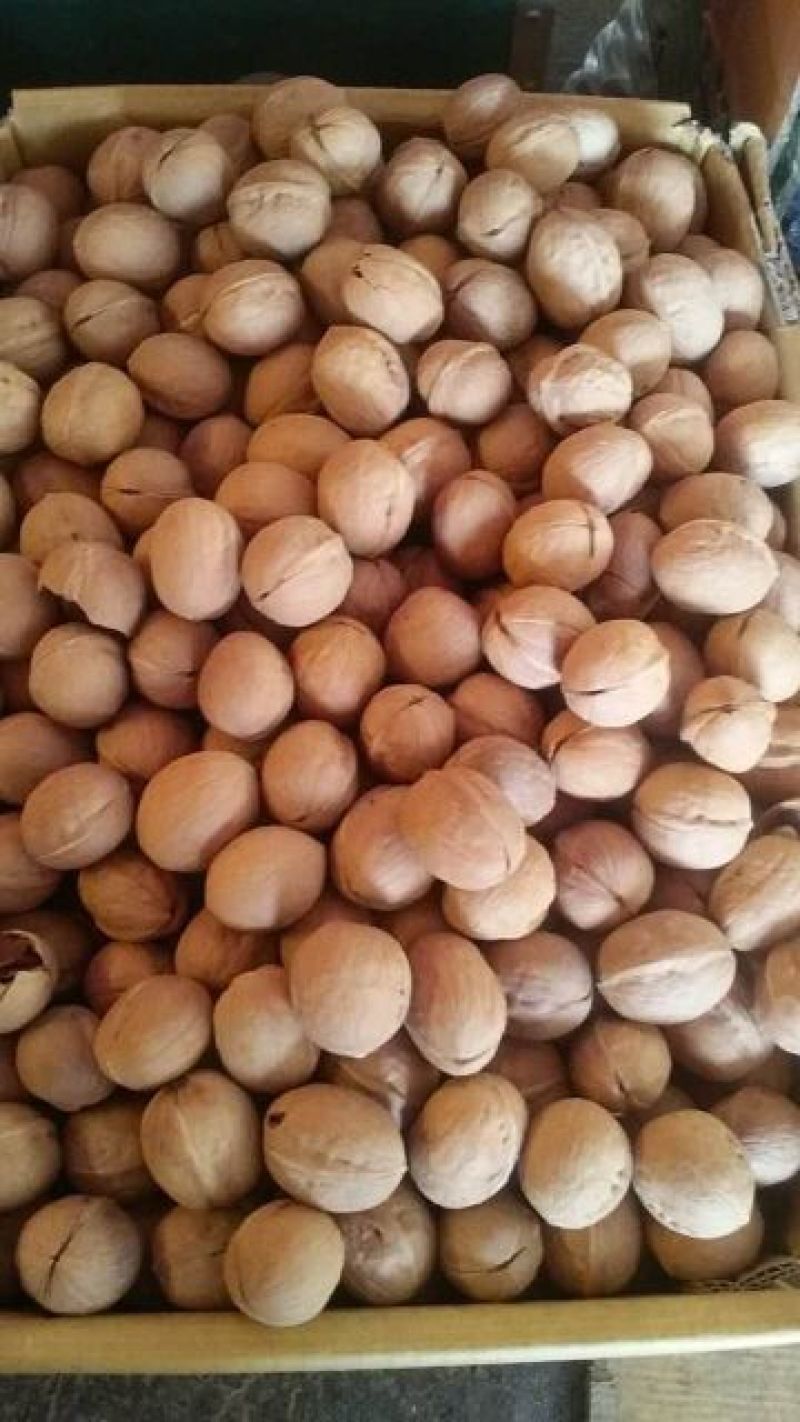 纸皮核桃去皮25~30mm干