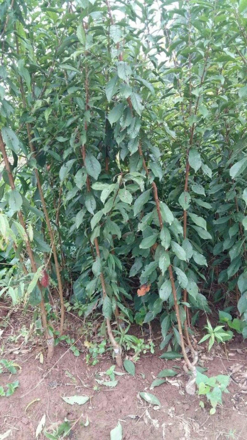 脆红李子树苗50~100cm