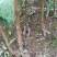 脆红李子树苗50~100cm