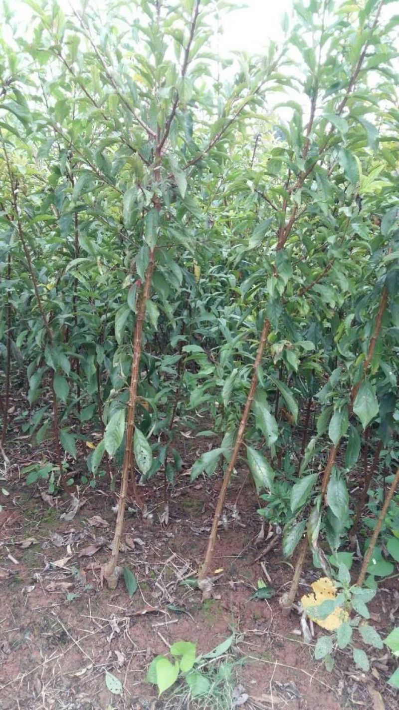 脆红李子树苗50~100cm
