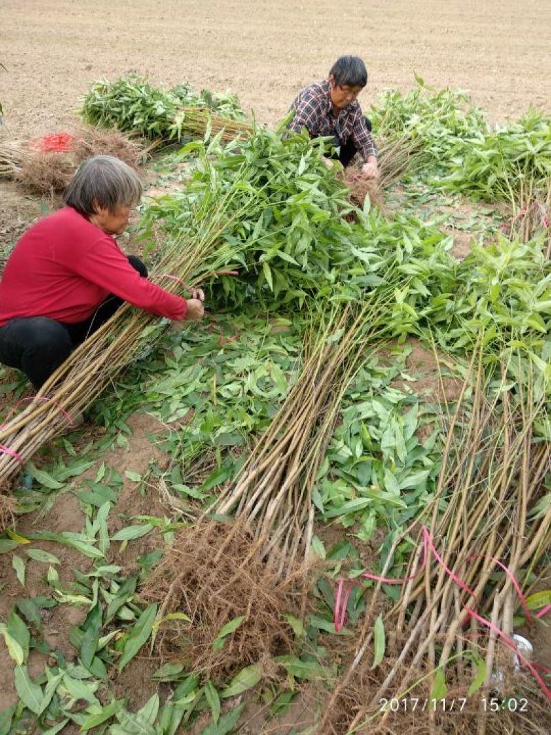 立夏红黄肉油桃，砀山林业局认证品种