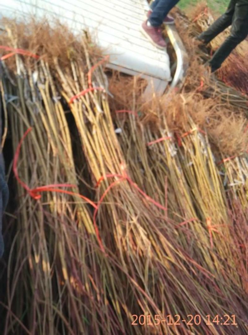 立夏红黄肉油桃，砀山林业局认证品种