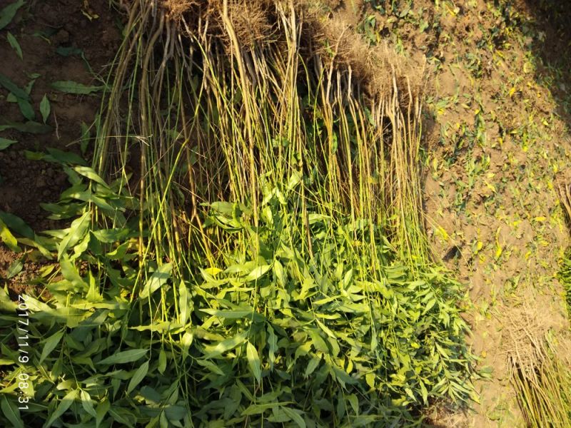 立夏红黄肉油桃，砀山林业局认证品种