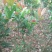 广东苗圃龙船花满堂春花绿植观赏花园林绿化龙船花