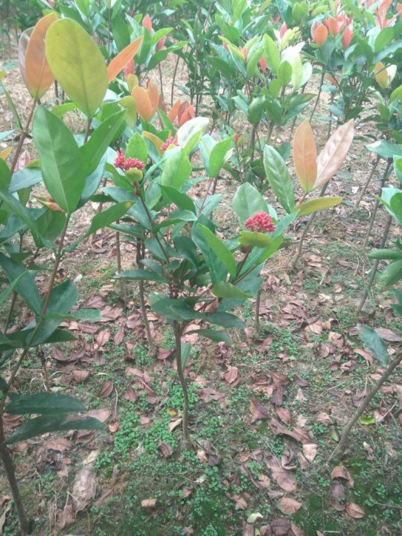 广东苗圃龙船花满堂春花绿植观赏花园林绿化龙船花