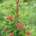 广东苗圃龙船花满堂春花绿植观赏花园林绿化龙船花
