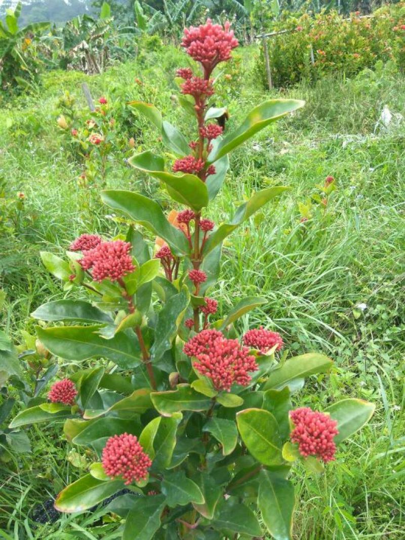 广东苗圃龙船花满堂春花绿植观赏花园林绿化龙船花