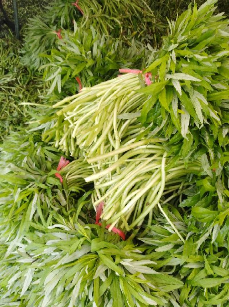 芦篙