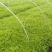 芦篙