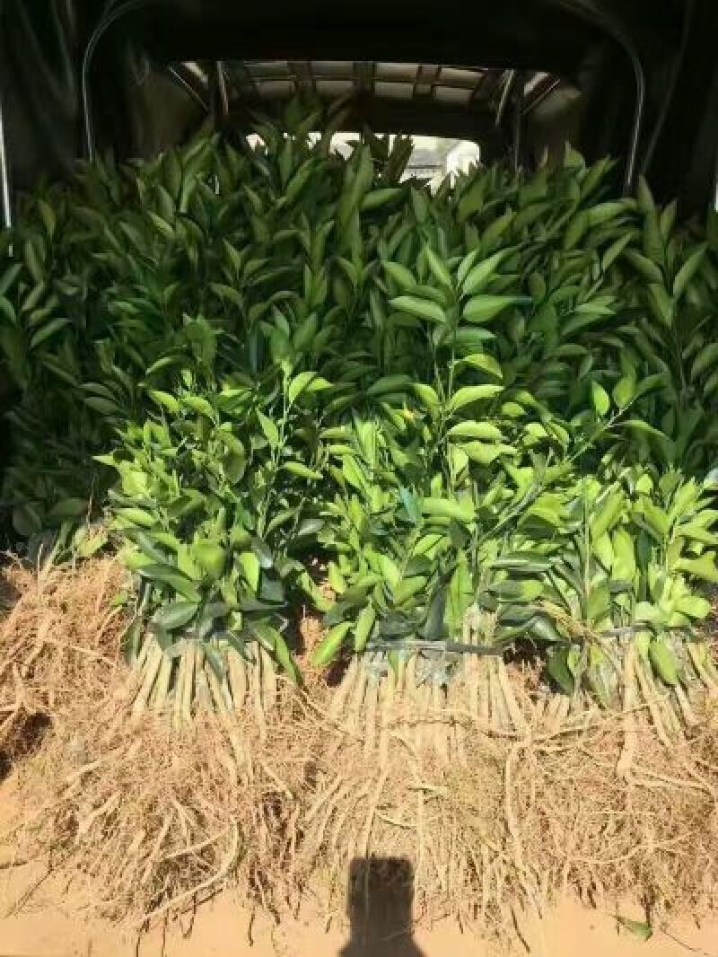 三红蜜柚苗0.2cm以下0.5~0.8m