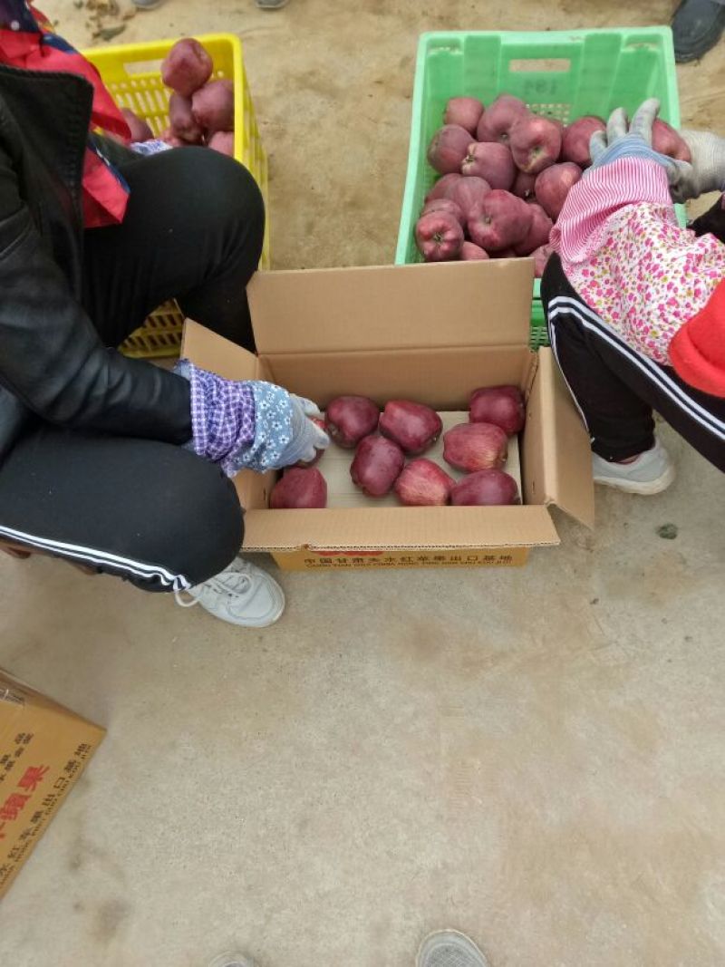 美奇特蛇果花牛苹果量大供应需要的老板赶紧下手