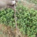 金银花1米以下