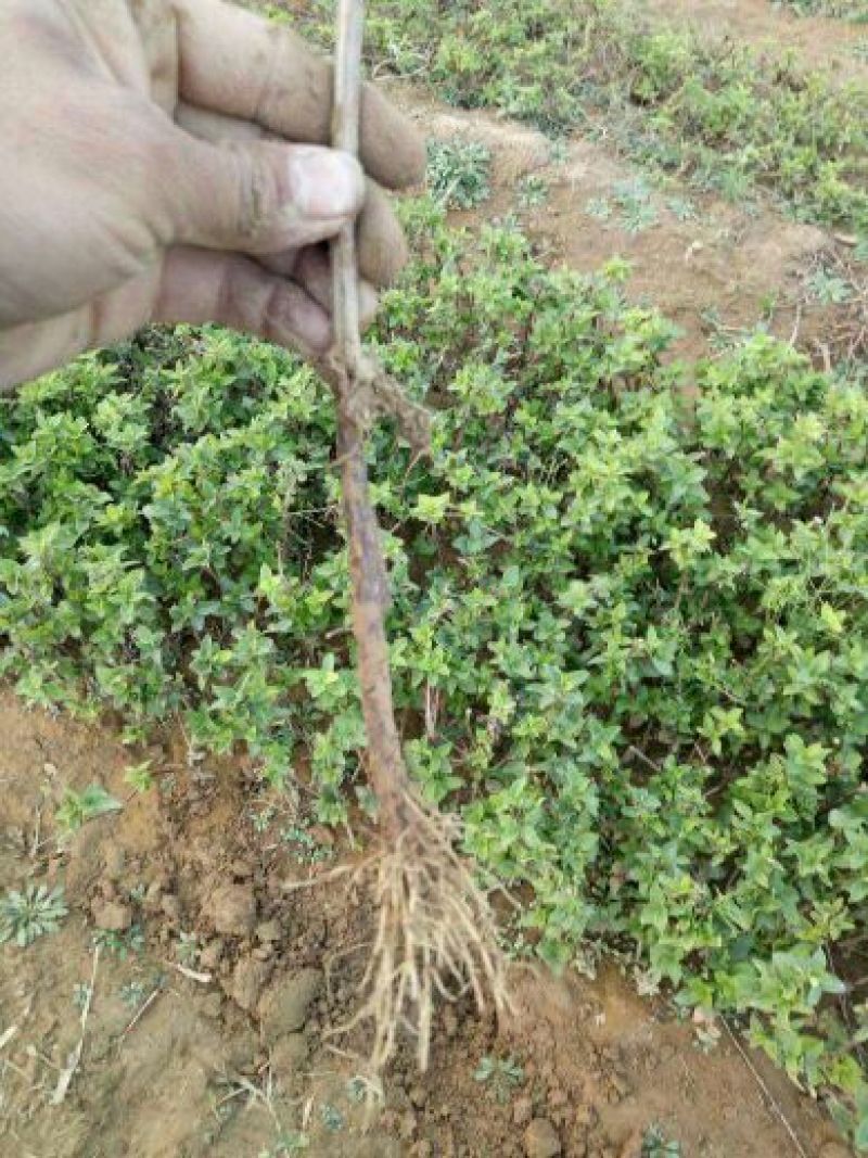 金银花1米以下
