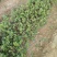 金银花1米以下