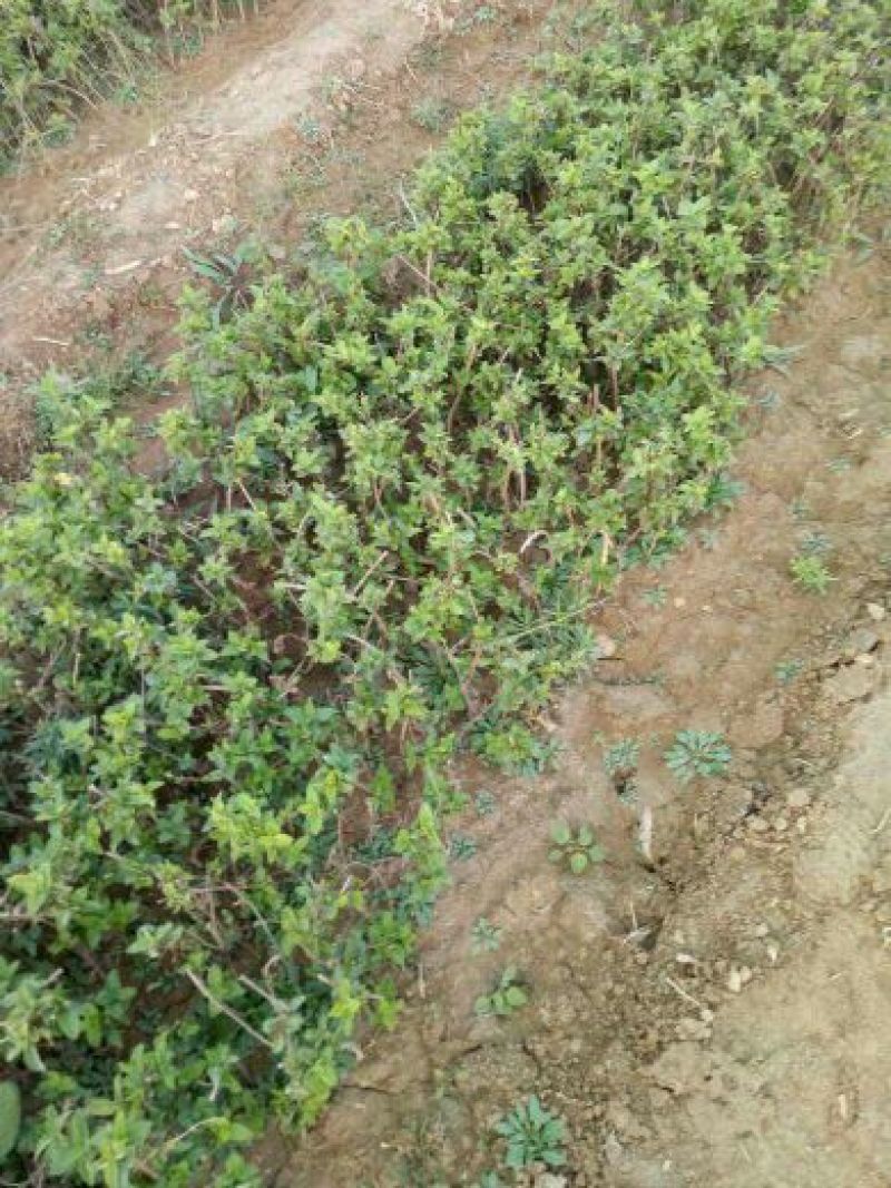 金银花1米以下