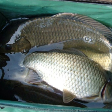 湘云鲫食用