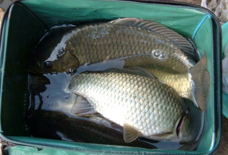 湘云鲫食用