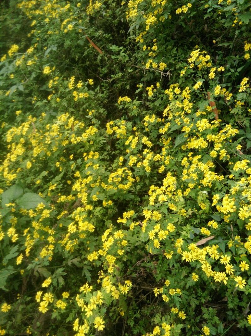 野菊花散装