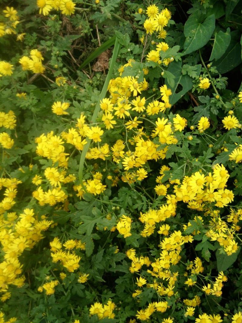 野菊花散装