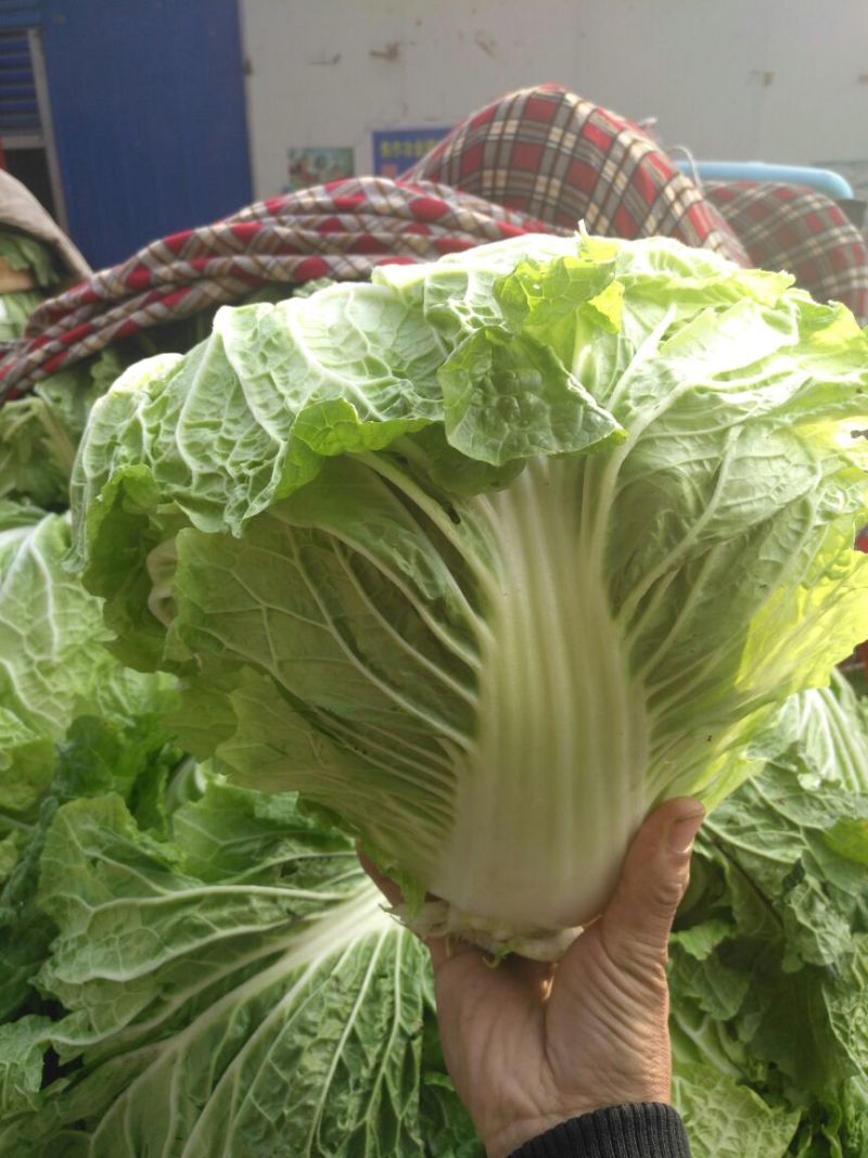 秦白2号白菜大量上市保质保量色泽好4-6斤可视频看货