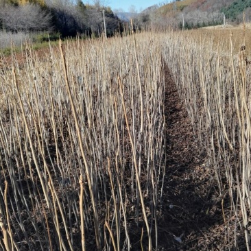 东北核桃苗，山核桃苗，胡桃楸，楸树苗，黑皮核桃树苗