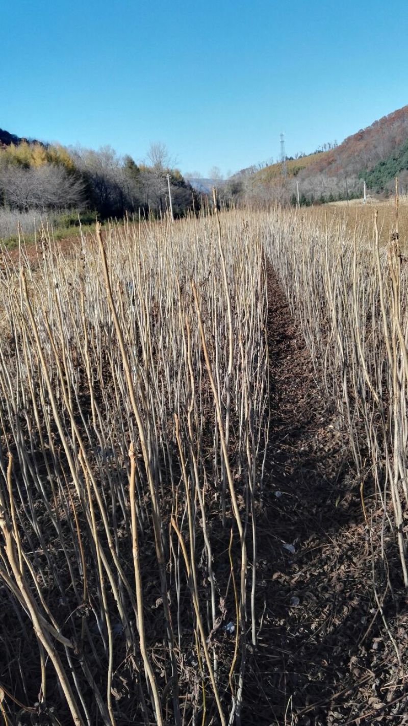 东北核桃苗，山核桃苗，胡桃楸，楸树苗，黑皮核桃树苗