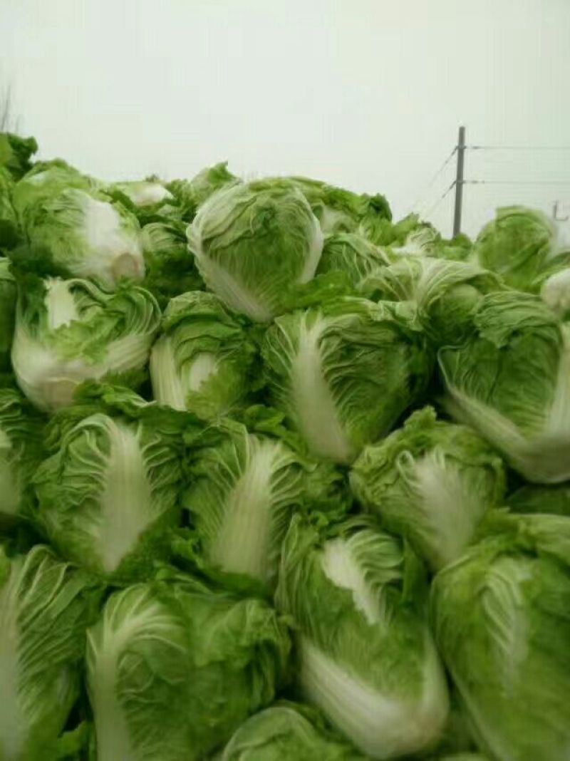 秦白2号白菜大量上市保质保量色泽好4-6斤可视频看货