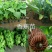 香蕉苗粉蕉苗