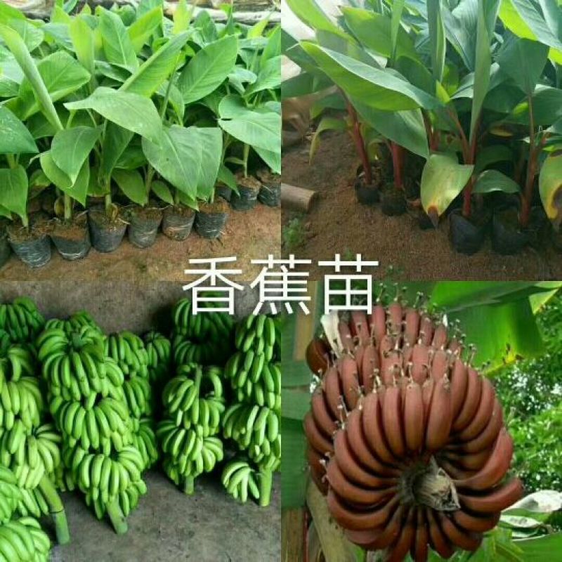 香蕉苗粉蕉苗