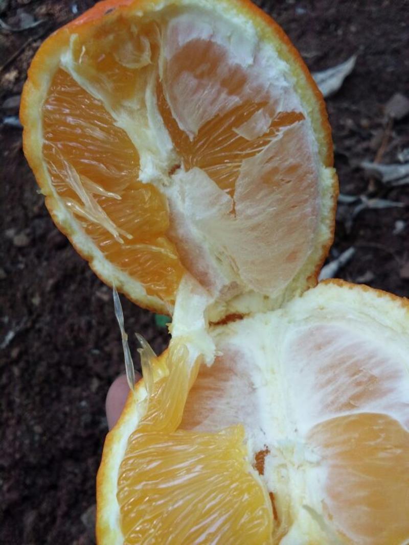 纽荷尔脐橙80~85mm