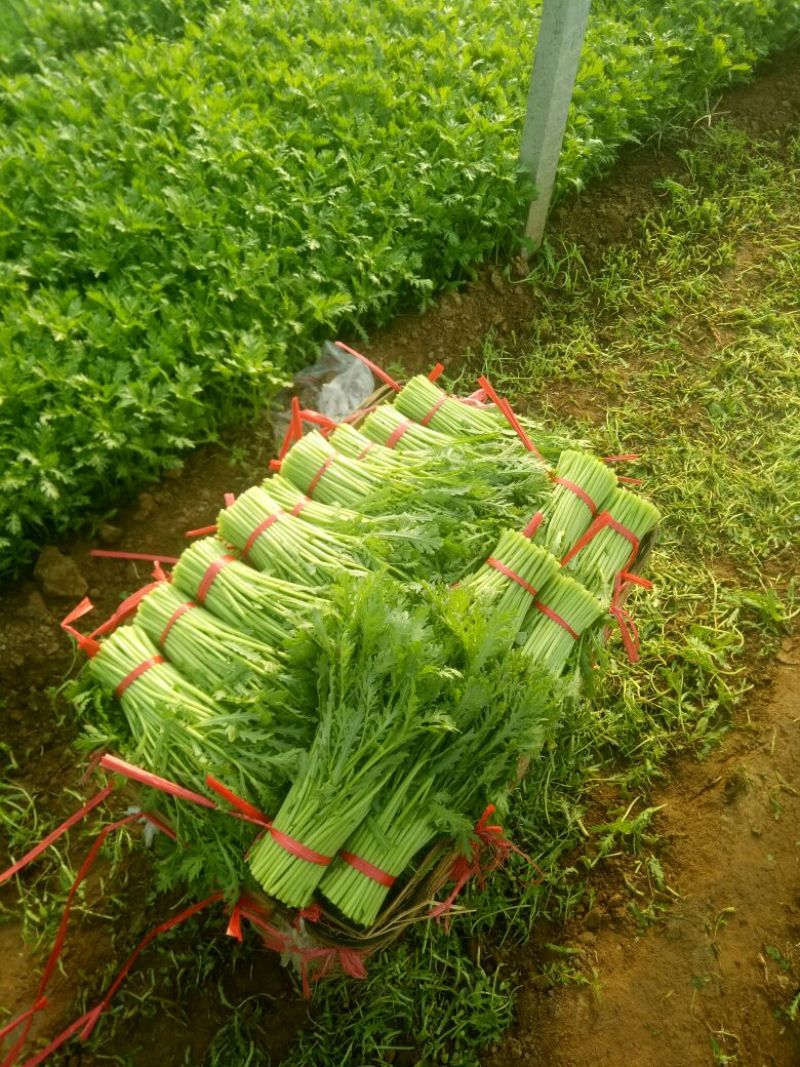 茼蒿30~35cm