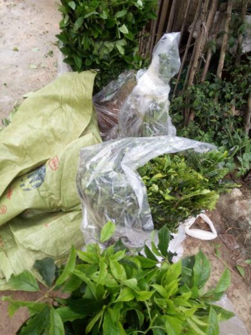 余甘果苗，也叫油柑果，嫁接改良品种，果大甘甜