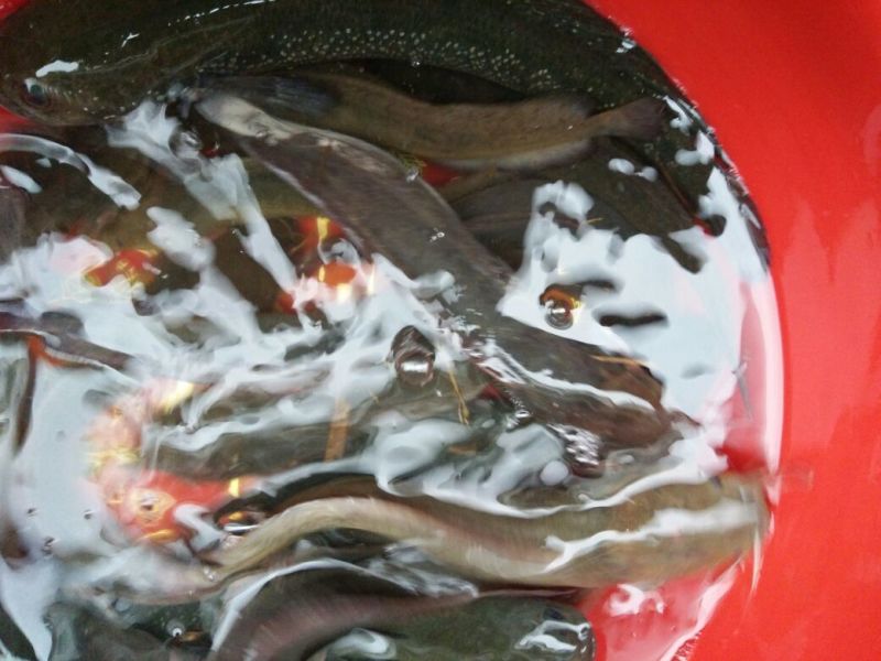 胡子鲶食用
