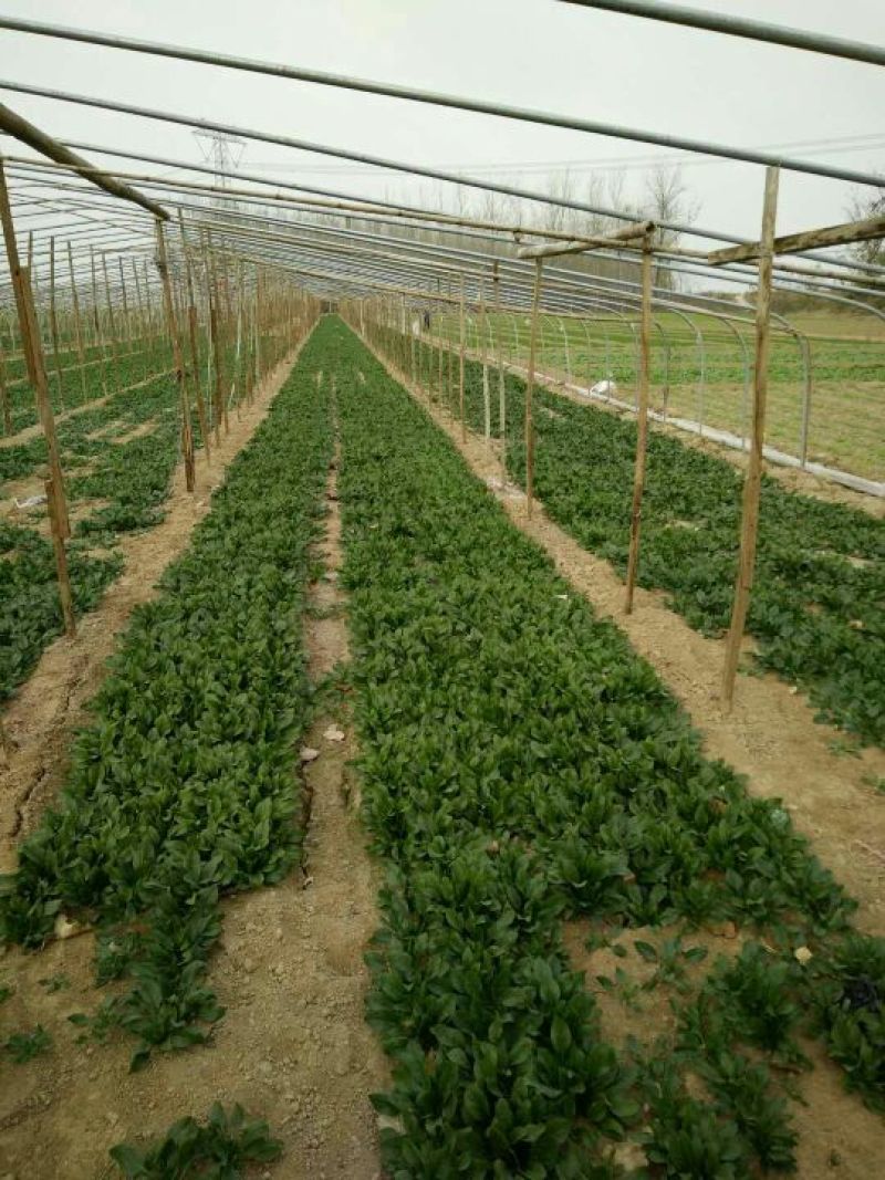 小叶菠菜15~20厘米