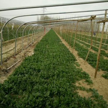 小叶菠菜15~20厘米