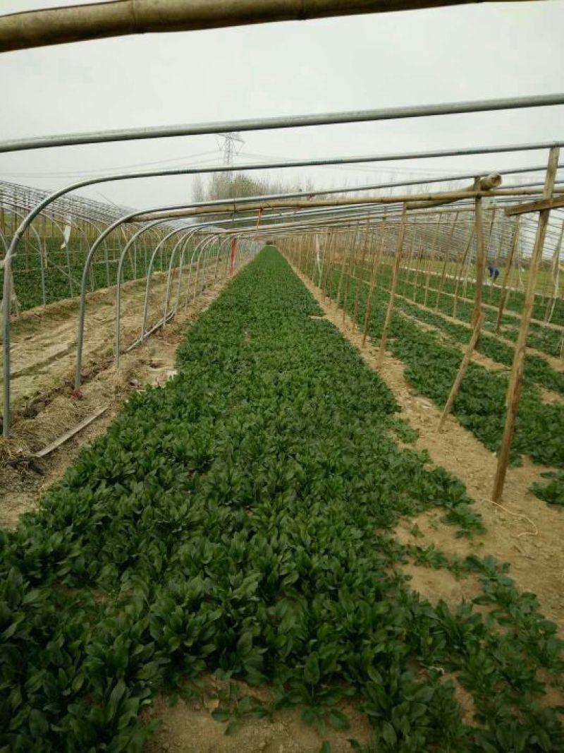 小叶菠菜15~20厘米