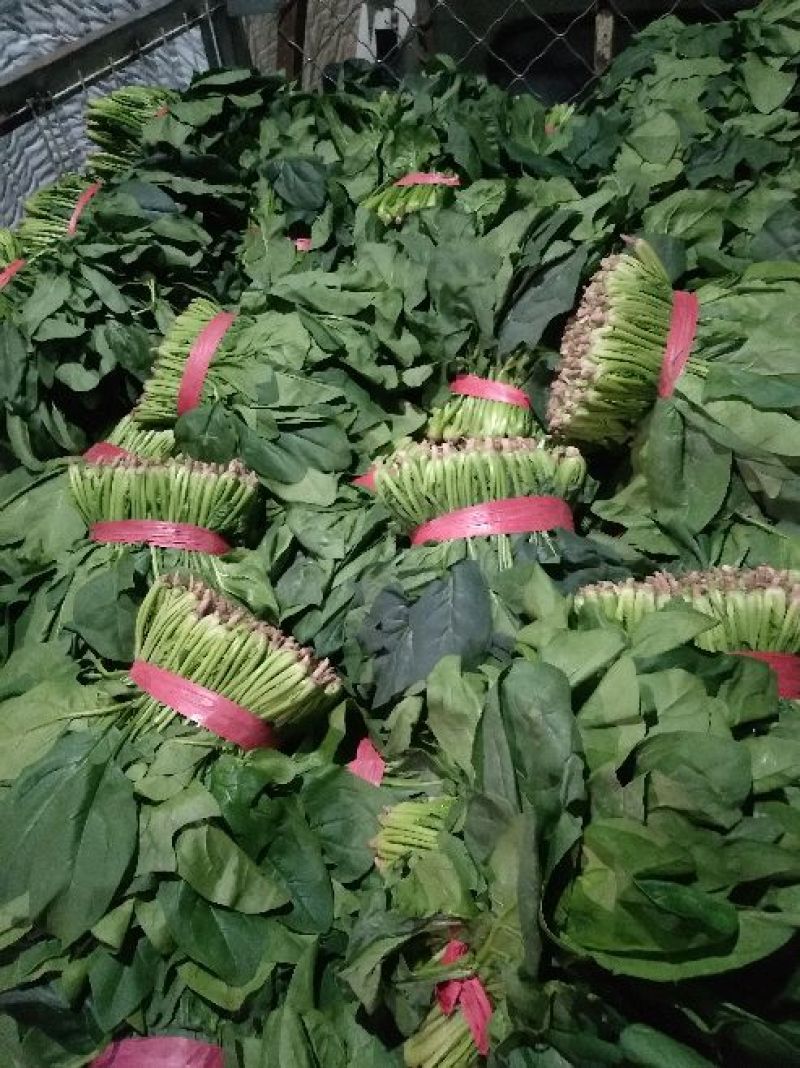 大叶菠菜25~30厘米